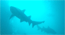 Sharks at Broughton Island